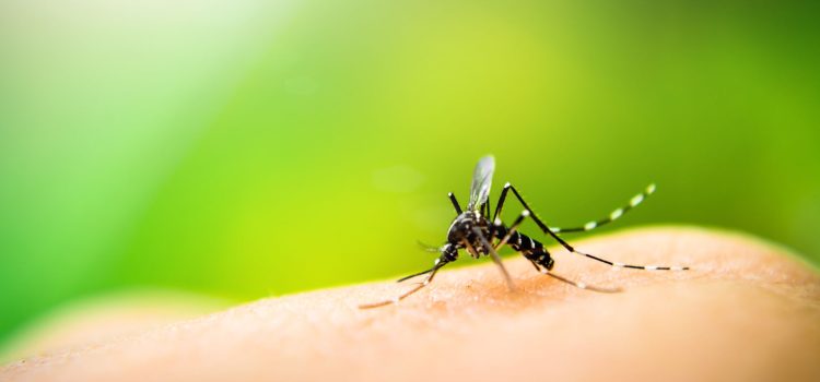 Circulan cuatro serotipos de dengue en Guerrero