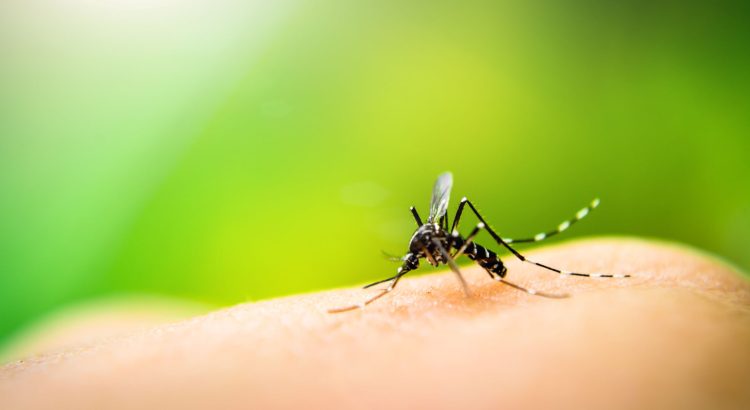 Circulan cuatro serotipos de dengue en Guerrero