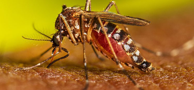 Guerrero es quinto lugar nacional de casos de dengue