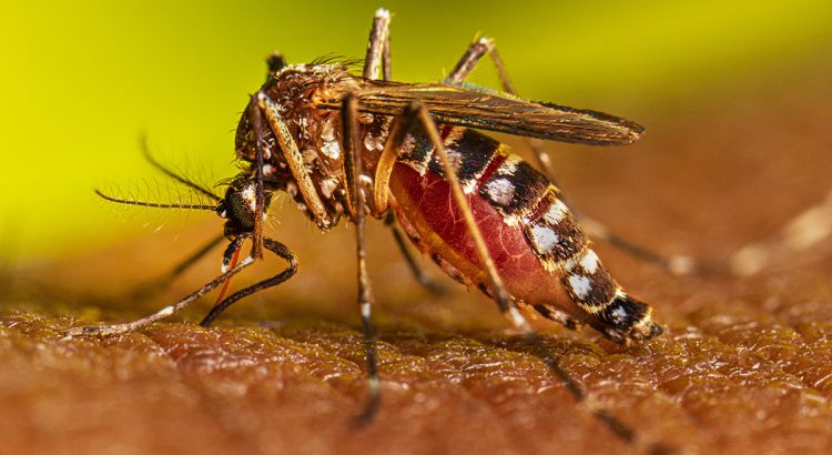 Guerrero es quinto lugar nacional de casos de dengue