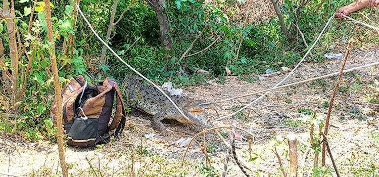 Capturan a cocodrilo en Chilpancingo