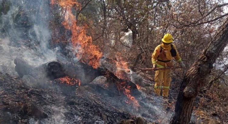 Reportan nueve incendios forestales activos