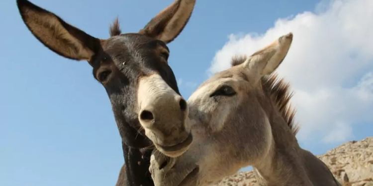 ¡Casamiento Inolvidable! Una boda de burros alegra las calles de Antalya, Turquía