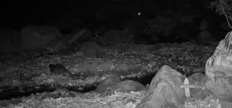Por primera vez captan a nutrias en la Sierra de Chilpancingo Por primera vez captan a nutrias en la Sierra de Chilpancingo
