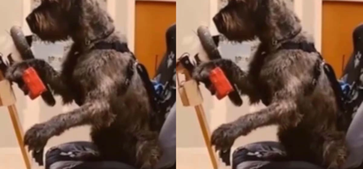 Perro al volante: Escuela enseña a los canes a conducir automóviles Perro al volante: Escuela enseña a los canes a conducir automóviles