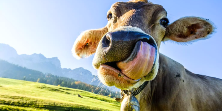 Dinamarca propone un impuesto a las flatulencias de las vacas para combatir el cambio climático