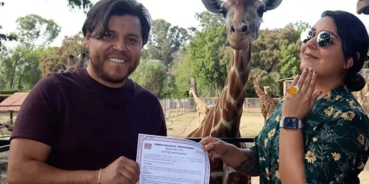 Cásate en el Zoológico … con una jirafa como testigo