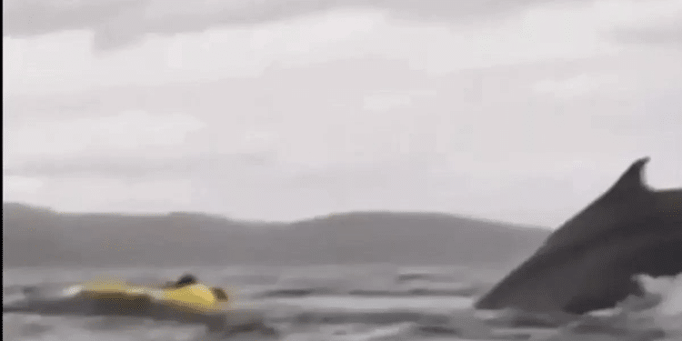 Se lo tragó una ballena … y sobrevivió para contarlo
