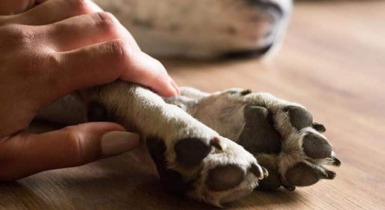 Habitantes exigen justica por atropellamiento de perrito