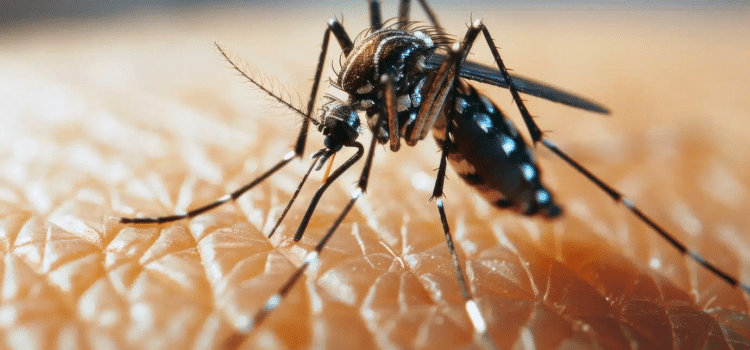 Guerrero cerró el mes con 153 casos de dengue