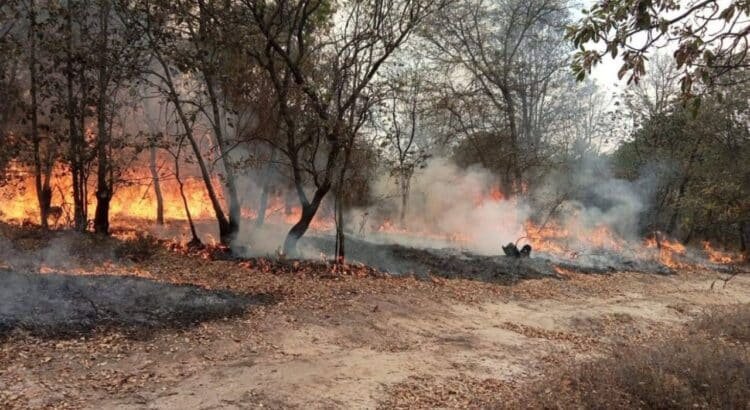 Llaman para prevenir incendios forestales en Guerrero Llaman para prevenir incendios forestales en Guerrero