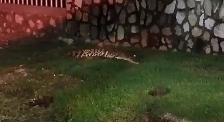 Alarma en la Zona Diamante, capturan un cocodrilo
