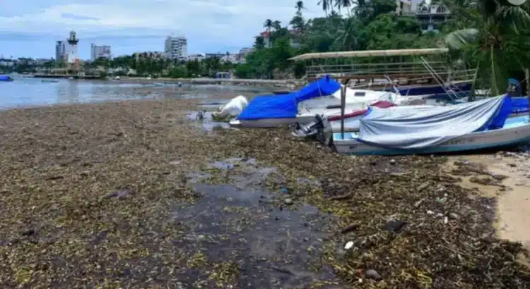 Por riesgo a la salud, piden no abrir Playa Manzanillo: Hoteleros