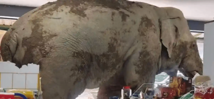 Elefante entró a robar a tienda de conveniencia