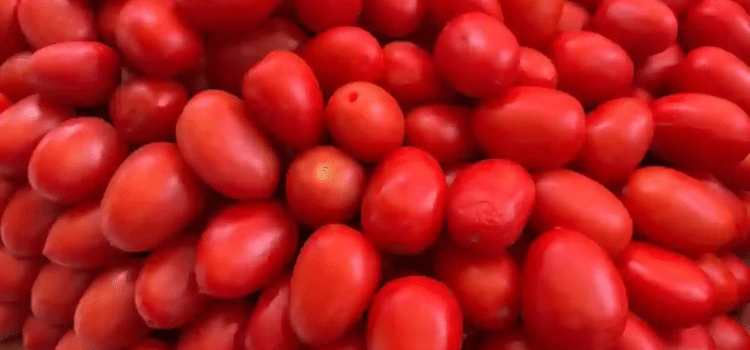 Impone Estados Unidos aranceles del 17 % al tomate mexicano Impone Estados Unidos aranceles del 17 % al tomate mexicano