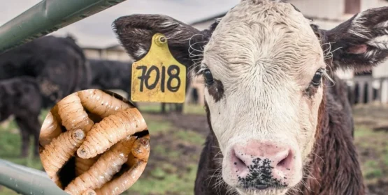 La presencia del gusano barrenador es una muestra de la desatención que ha dado el gobierno federal