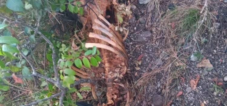 Hallazgo de restos óseos en el Cerro del Huiteco Hallazgo de restos óseos en el Cerro del Huiteco