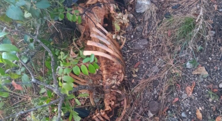 Hallazgo de restos óseos en el Cerro del Huiteco