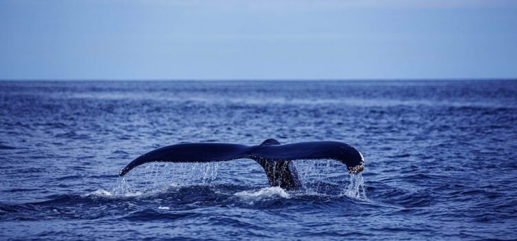 Inicia la temporada de avistamiento de ballenas jorobadas en Acapulco Inicia la temporada de avistamiento de ballenas jorobadas en Acapulco