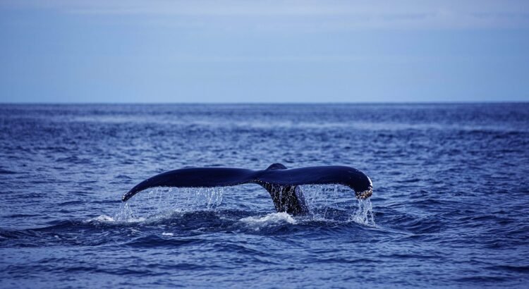 Inicia la temporada de avistamiento de ballenas jorobadas en Acapulco