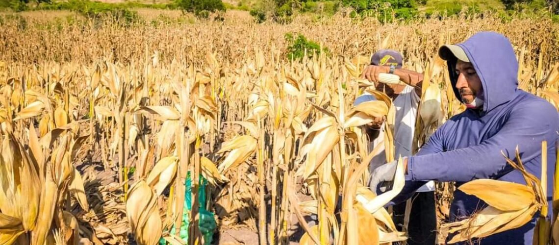 Demandan mejorar el precio del maíz criollo: Productores de Atoyac