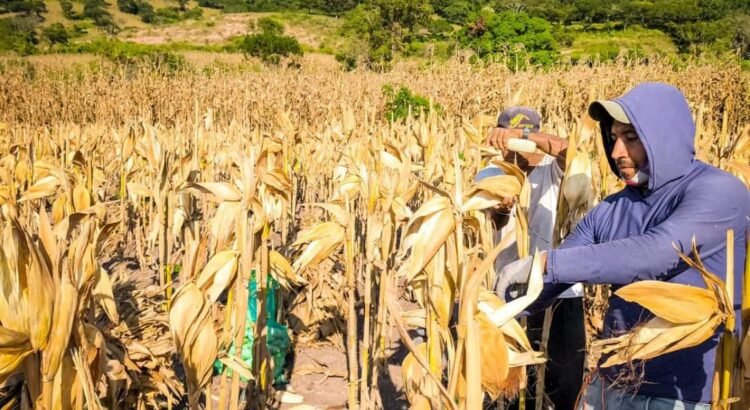 Demandan mejorar el precio del maíz criollo: Productores de Atoyac