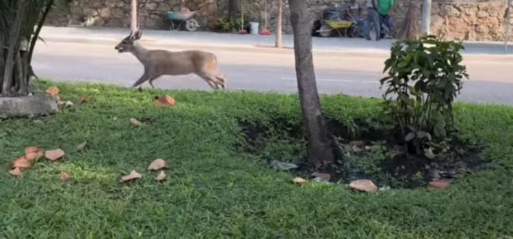 Escapan venados del Club de Golf de Acapulco y alertan por falta de manejo ambiental