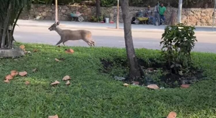 Escapan venados del Club de Golf de Acapulco y alertan por falta de manejo ambiental