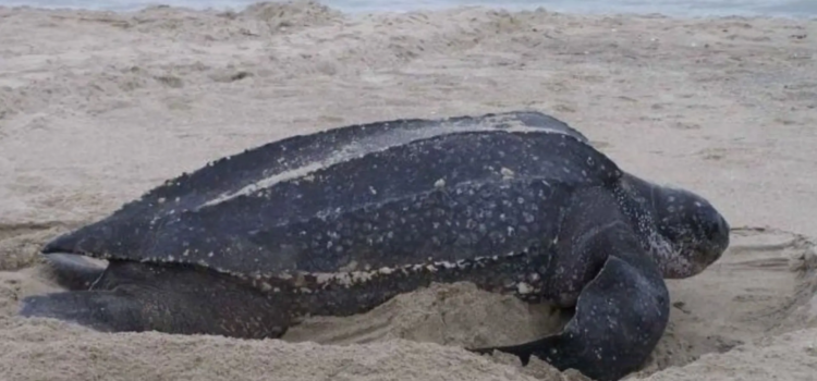 Avistan tortuga laúd en Pie de la Cuesta y sorprende a visitantes de Acapulco