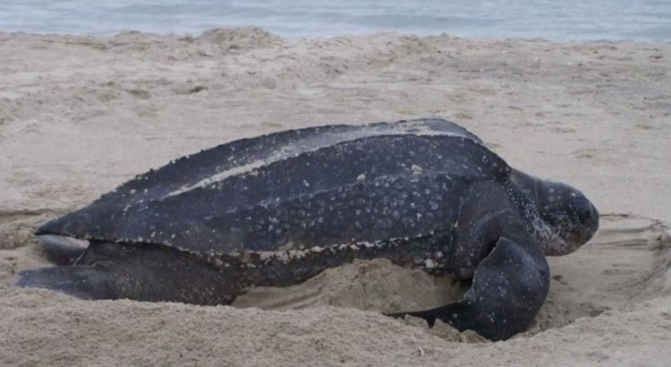 Avistan tortuga laúd en Pie de la Cuesta y sorprende a visitantes de Acapulco Avistan tortuga laúd en Pie de la Cuesta y sorprende a visitantes de Acapulco