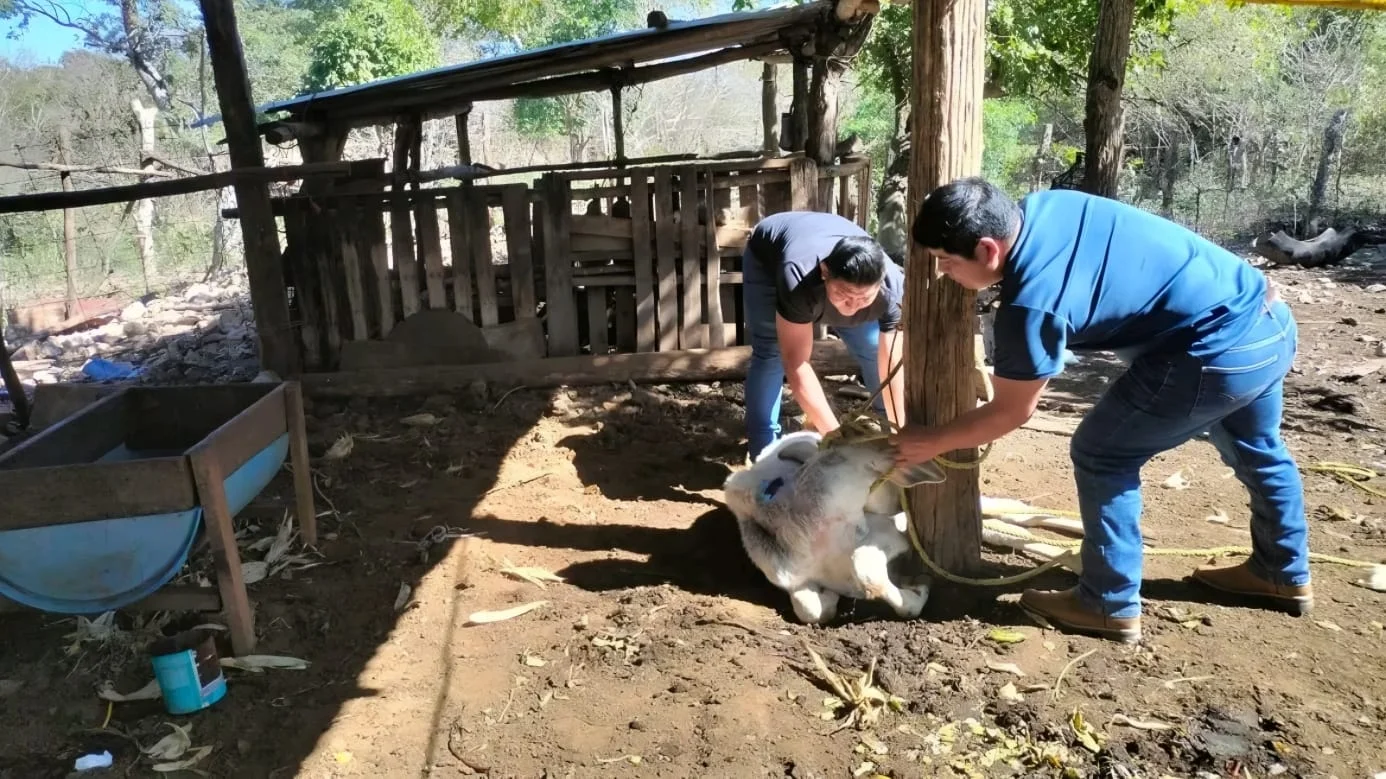Reportan casos de gusano barrenador en Mochitlán