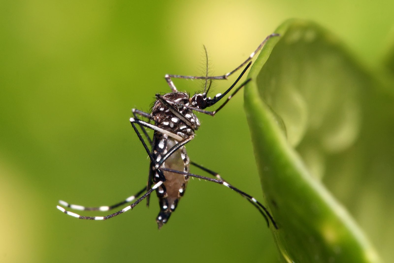Refuerzan llamado para evitar casos de dengue en Acapulco