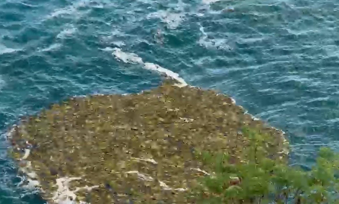 No es sargazo: restos vegetales aparecen en el mar de Acapulco tras el paso de Polo