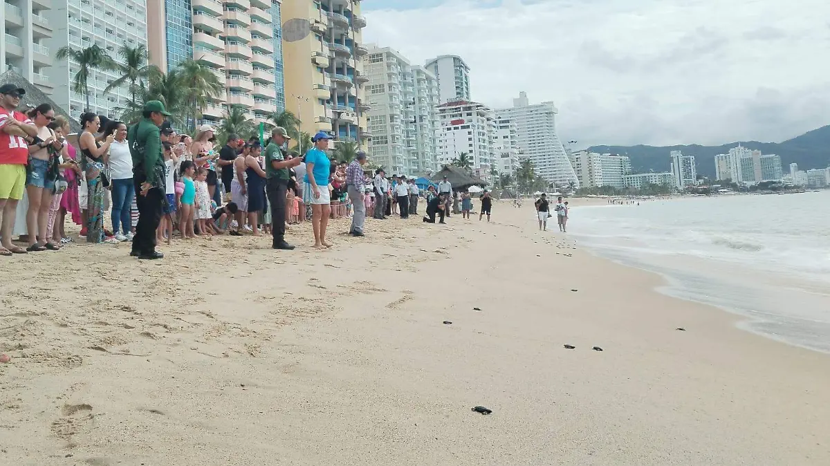 Acapulco vuelve a ser escenario de una emotiva liberación de 400 tortugas